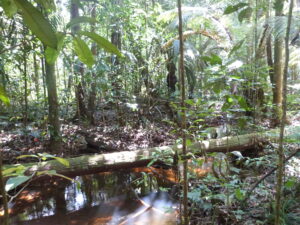 Sous bois de la forêt guyanaise.