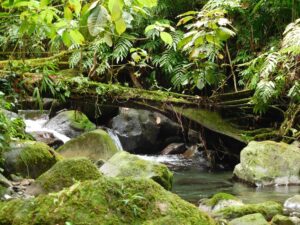 Cours d'eau et biotope en forêt en Guadeloupe.