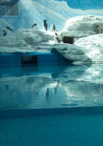 Pingouins de Humboldt au zoo de Pékin.