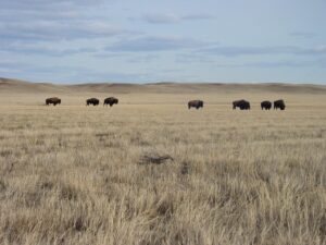Bisons broutant dans le parc national des Prairies.