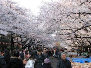 Floraison de cerisier dans le parc d'Ueno.