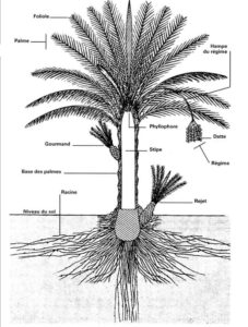Diagramme schématique du palmier dattier (Munier, 1973).