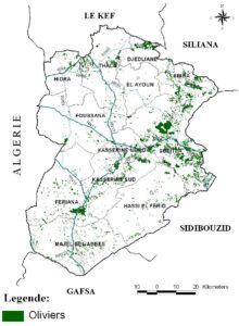 Carte des oliveraies dans le gouvernorat de Kasserine.