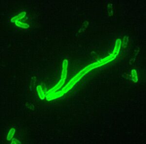 Yersinia pestis (grossissement 200 ×), la bactérie responsable de la peste.