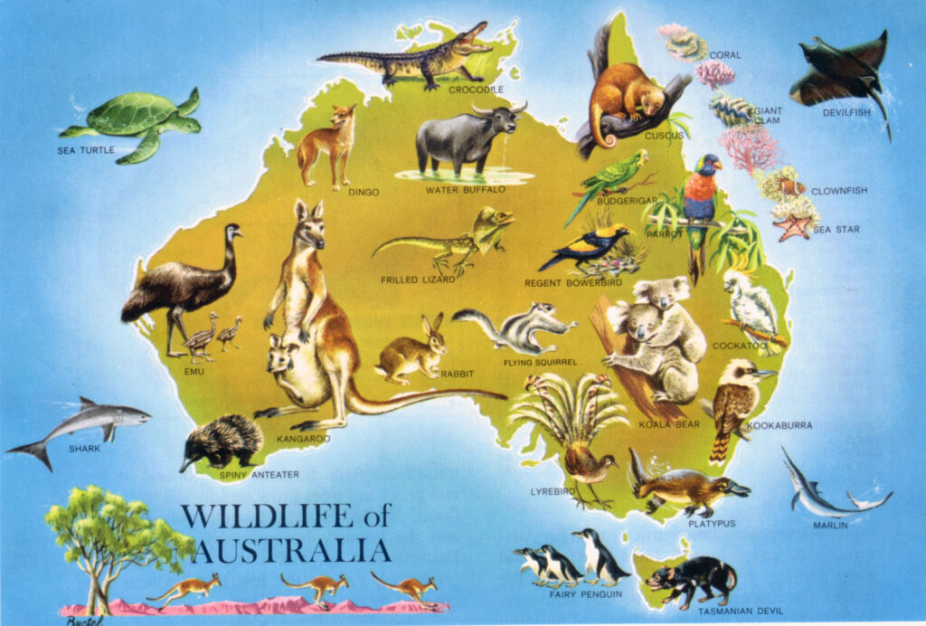 Carte picturale de la faune de l’Australie.