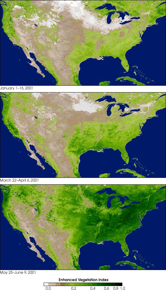 Vegetación En Norteamérica Tamaño Completo 1476