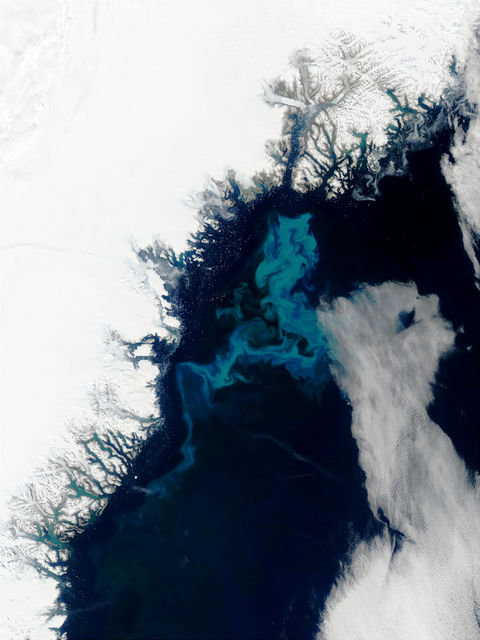 Phytoplankton bloom off Greenland