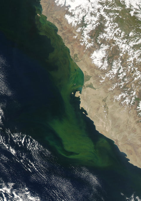 Floración algal cerca de Perú