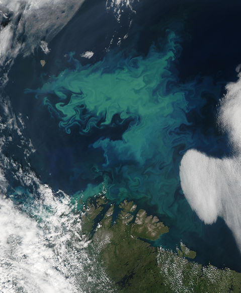 Phytoplankton bloom in the Barents Sea