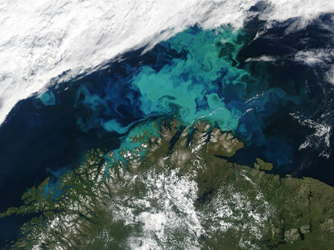 Proliferación de fitoplancton cerca de Noruega