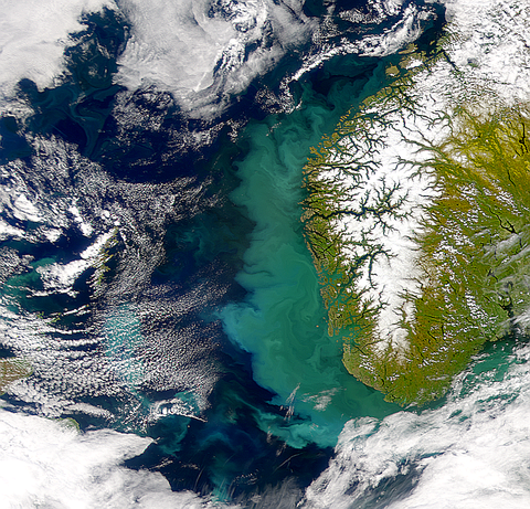 Bloom Off Norway Continues