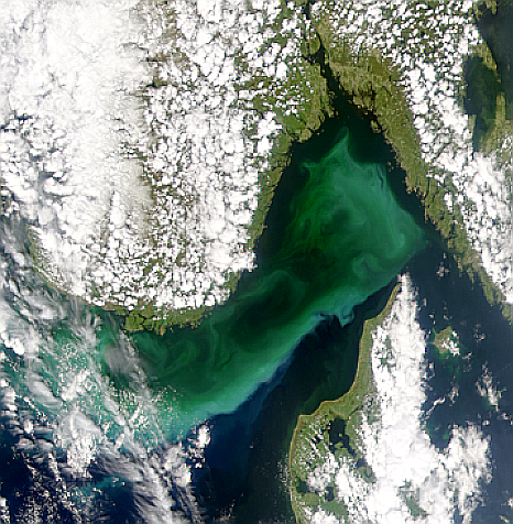 Phytoplankton Bloom in Skagerrak