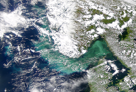 Phytoplankton Bloom in Skagerrak Intensifies