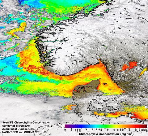 Algas tóxicas cerca de la costa de Noruega