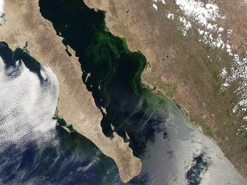 Phytoplankton bloom in Gulf of California, Mexico