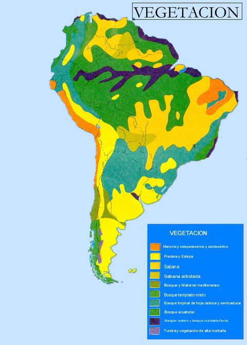 South America vegetation