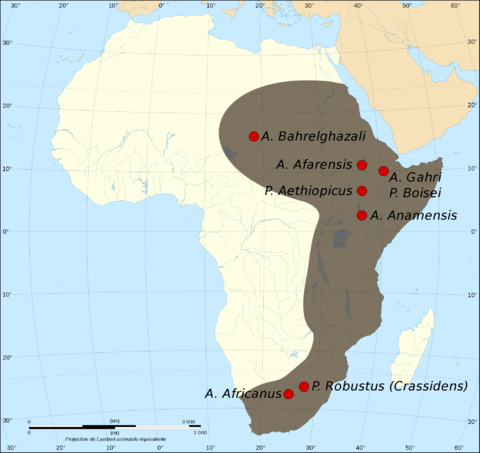 Australopithecine in Africa