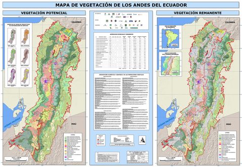 Vegetation in the Andes of Ecuador 