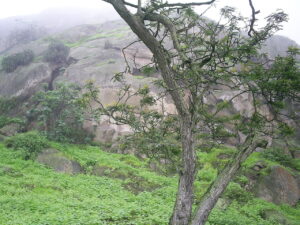 Vegetación en Lomas de Lachay.